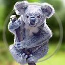 miś misiu misiek misie misio koala niedźwiadek miśki