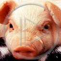 zwierzęta świnia świnka zwierzak zwierzaki zwierzę