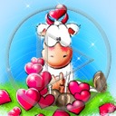 zwierzęta serce miłość krowa serduszka krowy krówka miłosne serduszko krówki serca zwierze