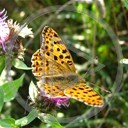 zwierzęta motyl motylek motyle motylki