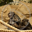 zwierzęta małpa szympans małpy zoo zwierze szympansy