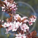 kwiaty drzewo owoce japonia rośliny przyroda natura śliwa