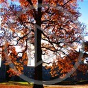 drzewo jesień liście widok rośliny natura drzewa krajobrazy plener