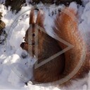zwierzęta zima Basia ruda zwierze wiewiórki wiewióka