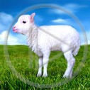 owca owieczka baranek owce owieczki baranki