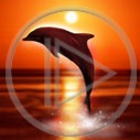 słońce zachód wakacje urlop morze ocean delfin ssak słoneczko morski ssaki zachód słońca delfinek