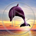 zwierzęta delfin ssak ssaki delfiny delfinek zwierze delfinki