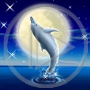 zwierzęta delfin skok delfiny delfinek zwierzę delfinki