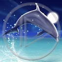 zwierzęta delfin delfiny delfinek zwierzę delfinki