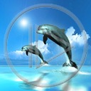 ocean woda delfin delfiny delfinek zwierze delfinki