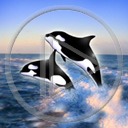zwierzęta woda delfin ssaki delfiny delfinek zwierze delfinki