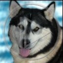 zwierzęta pies wilk cool psy husky alaskan