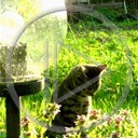 zwierzęta słońce zachód kot kotek lampa trawa koty żarówka liście kotki szary kocurek kociaczek
