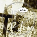 zwierzęta kot kotek lampa trawa koty żarówka liście złoty kotki lol zdziwiony szary kocurek kociaczek