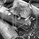 zwierzęta kot kubuś kotek trawa koty liście czarny biały czarno drewno kotki szary kocurek kociaczek białe szaro