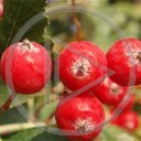 owoce owoc jesień czerwony przyroda natura