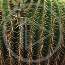 kwiat kaktus kolce natura kaktusy roslina igły