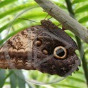 zwierzęta motyl motyle butterfly owad motylki