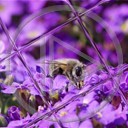 zwierzęta kwiaty pszczoła owady owad pszczoły