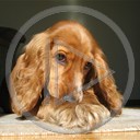 zwierzęta pies ruda spaniel zwierze suczka spaniel angielski