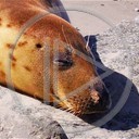 foka zwierzęta plaża kamienie kamień foczka