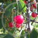 drzewo owoc wiśnia czerwony Makro rośliny