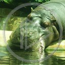zwierzęta hipopotam hipcio zwierze woda