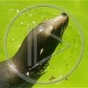 foka zwierzęta foczka zwierzę woda
