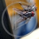 zwierzęta owady mucha muchy owad bzykanie