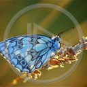 zwierzęta motyl motylek motyle motylki