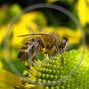 zwierzęta owady pszczółka owad pszczoły