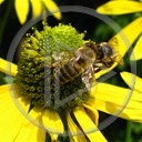 zwierzęta pszczoła para pszczółka owad