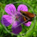 kwiat motyl motyle rośliny owad