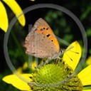 zwierzęta kwiat motyl motylek owad