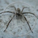 zwierzęta pająk pajączek spider pajęczak