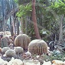 roślina kaktus rośliny natura kaktusy