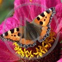 motyl lato motylek motyle owad natura