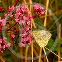 kwiaty motyl owady rośliny roslinność