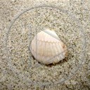 morze piasek muszla muszelka natura