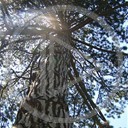 drzewo sosna rośliny przyroda natura