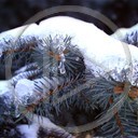 zima śnieg natura drzewa choinka