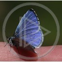 motyl motylek przyroda natura niebieski na palcu