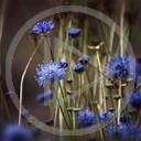 kwiaty rośliny natura flora niebieskie kwiaty