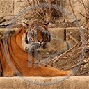zwierzęta tygrys tygrysek tygrysy tygryski zwierze