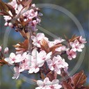 kwiaty drzewo owoce japonia rośliny przyroda natura śliwa