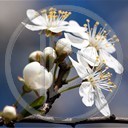 kwiat kwiaty roślina wiosna rośliny białe kwiaty