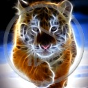 zwierzęta kot tygrys tygrysek koty tygrysy dzikie koty zwierze dziki kot