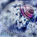 kosmos ślimak foto Makro natura niebieski zdjecie abstrakcja fiolet bokeh prazki