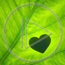 serce miłość zieleń serduszka liść liście miłosne serduszko serca