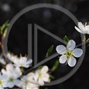 kwiat foto wiosna wiśnia Makro biały rośliny natura mirabelka